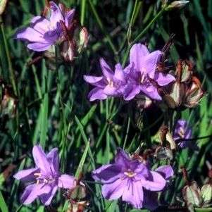 10 Aristea dichotoma Seeds - Indigenous Evergreen Bulb