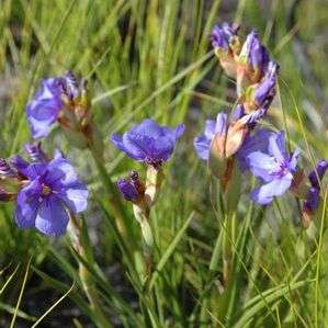 10 Aristea juncifolia Seeds - Indigenous Bulbs Seeds