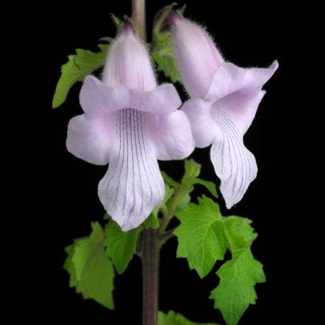 5 Wild foxglove Seeds - Ceratotheca triloba Seeds - Indigenous South African Annual