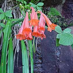 Cyrtanthus epiphyticus Seeds - Indigenous Bulbs Seeds