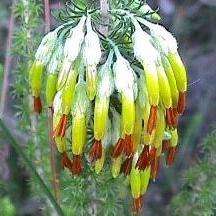 Erica coccinea Seeds - Indigenous Shrub Seeds - Inheemse Struik Sade Te Koop In Suid Afrika