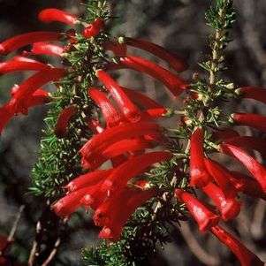 Erica cruenta Seeds - Buy Seeds For Shrubs Indigenous to South Africa - Inheemse Huide Sade to Koop