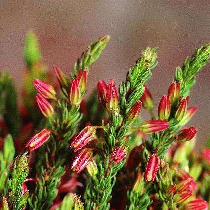 Erica plukenetti Seeds - Indigenous Shrub Seeds- Inheemse Huide Sade GRATIS SADE MET ALLE BESTELLING