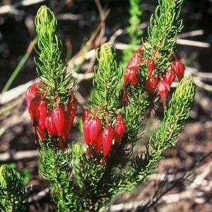 10 Erica plukenetti Seeds - Indigenous Shrub Seeds