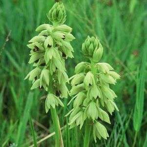 Eulophia welwitschii Seeds - Indigenous Orchid Seeds