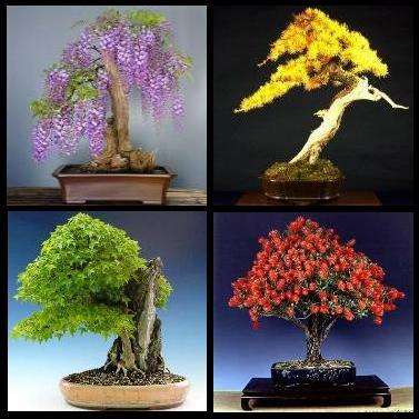 JUMBO Bonsai Variety Seed Pack 240 Seeds + GIFTS