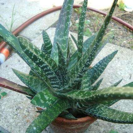 10 Gasteria pulchra Seeds - Indigenous Succulents