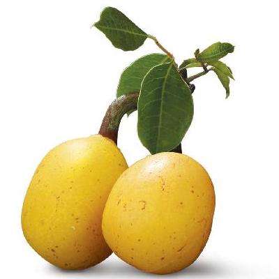 10 Marula Tree Seeds ~ Sclerocarya birrea ssp caffra Seeds - Indigenous Fruit
