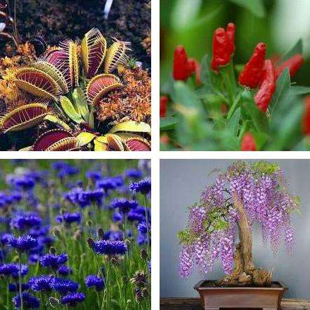 JUMBO Variety Seed Pack 1000+ Seeds from 30 Species +++ GIFTS