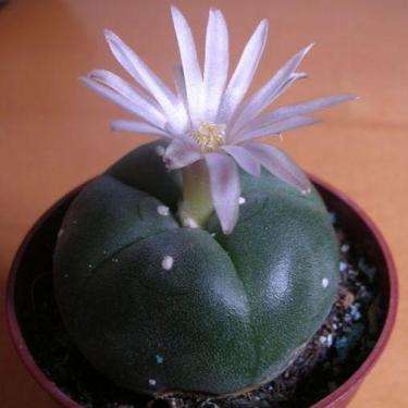 45mm PEYOTE CACTUS (Lophophora williamsii) PSYCHOACTIVE - Live Succulent Plants