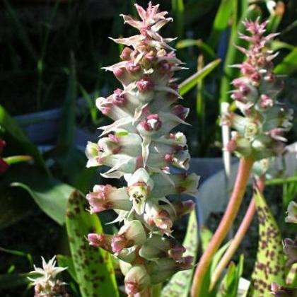 Lachenalia longibracteata Seeds - Indigenous South African Perennial Bulbous Plant Seeds