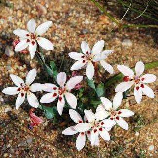 5 Lapeirousia arenicola Seeds - Indigenous South African Bulb Seeds - Worldwide Shipping