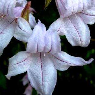 Mackaya bella Seeds - Indigenous - Beautiful Flowering Shrub Seeds from South Africa - Tree