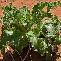 5 Mesembryanthemum barklyi Seeds - Indigenous South African Native Mesemb Succulent Seeds