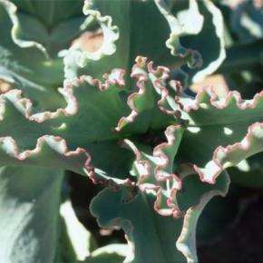 10 Mesembryanthemum barklyi Seeds - Indigenous South African Native Mesemb Succulent Seeds