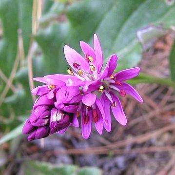 Wurmbea punctata Seeds - Indigenous South African Bulb Seeds From South Africa