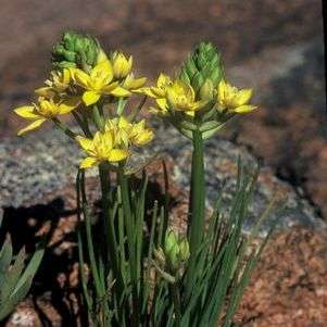 Ornithogalum multifolium Seeds - Indigenous Bulbs Seeds