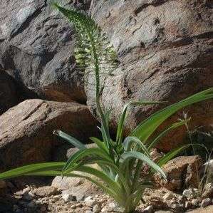 5 Ornithogalum pulchrum Seeds - Indigenous South African Native Bulb Seeds - Worldwide Shipping