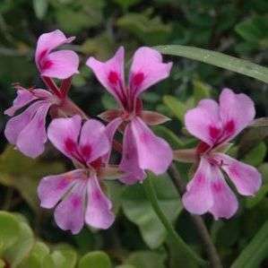 5 Pelargonium peltatum Seeds - Ivy-leaved Pelargonium - Indigenous Climber Vine