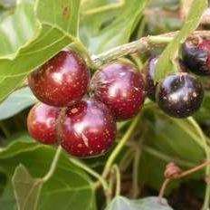 5 Rhoicissus tomentosa Seeds - Wild Grape - Indigenous Edible Fruit Shrub or Climbing Vine