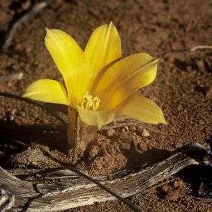 Romulea diversiformis Seeds - Indigenous South African Bulb Seeds To Buy in South Africa