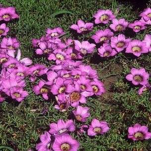 Romulea komsbergensis Seeds - Indigenous South African Bulb Seeds From South Africa - Worldwide Ship