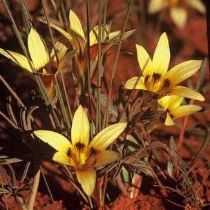 5 Romulea monticola Seeds - Indigenous South African Bulb Seeds For Sale - Worldwide Shipping
