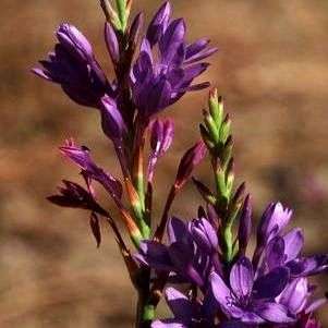 10 Thereianthus spicatus Seeds - Indigenous South African Bulb Seeds From Africa + FREE SEEDS