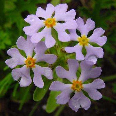 20 Zaluzianskya villosa Seeds - Indigenous South African Annual + FREE SEEDS WITH ALL ORDERS