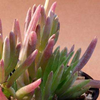 5 Othonna carnosa Seeds - Indigenous Succulents - Inheemse Vetplant Saad te Koop