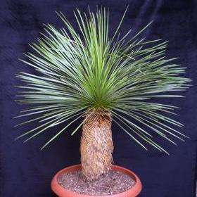 5 Dasylirion longissimum Seeds - Exotic Mexican Grass Tree Succulent - Flat Ship Rate