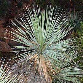 5 Nolina bigelovii Seeds - + Get FREE Seeds! - Exotic Succulent Seeds for Sale in South Africa