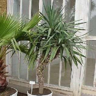 Yucca aloifolia Tree Seeds - Spanish Bayonet, Dagger Plant Tree Seeds - Edible Flowers