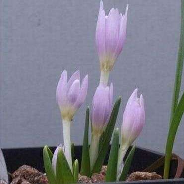 Colchicum hungaricum Seeds - Bulbs Seeds