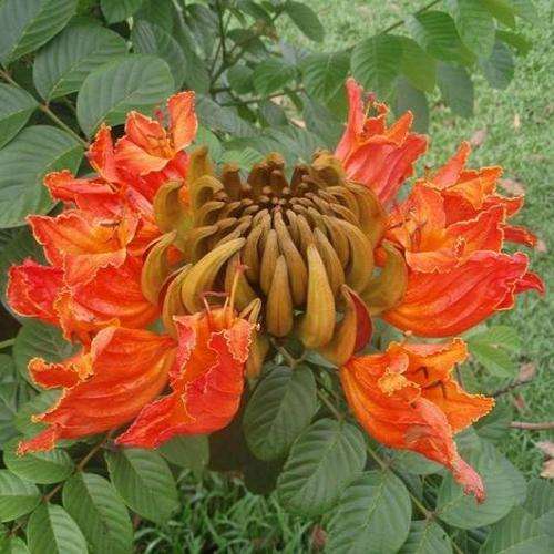 10 Spathodea campanulata - African Tulip Tree Seeds