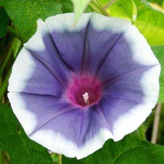 10 Ipomoea nil 'Top Hat' Seeds - 'Top Hat' Japanese Morning Glory- Vine, Creeper, Climber