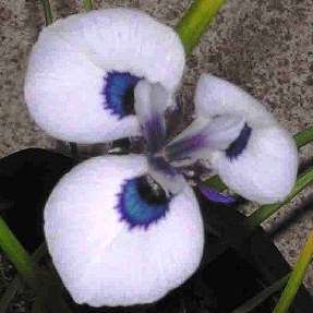 Moraea aristata Seeds - Indigenous Bulbs Seeds