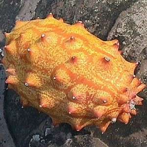 10 African horned cucumber - Cucumis metuliferus Seeds - Indigenous Vine Edible Fruit