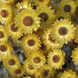 Helichrysum argyrophyllum Seeds - Golden Guinea Everlasting - Indigenous Perennial Ground-cover
