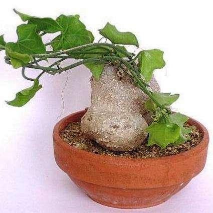 10 Zehneria marlothii Seeds - Creeping Wild Cucumber - Indigenous Creeper Vine Succulent Caudiciform