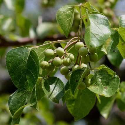 Commiphora mosambicensis Seeds - Indigenous Tree Seeds