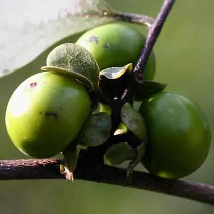 Diospyros squarrosa Seeds - Indigenous Edible Fruit Tree Seeds