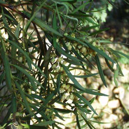 10 Euclea pseudebenus Seeds - Cape Ebony Tree - Indigenous Edible Fruit Tree