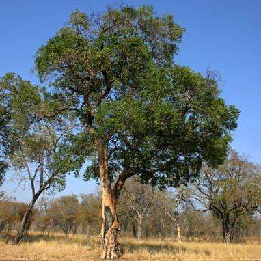 Guibourtia coleosperma Seeds - Rhodesian Teak Tree - Indigenous