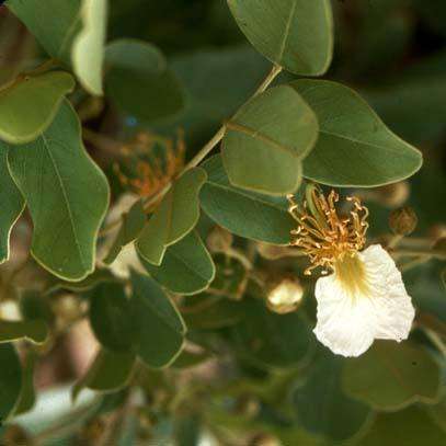 10 Swartzia madagascariensis Seeds - Snake Bean Tree - Indigenous South African Tree + FREE SEEDS