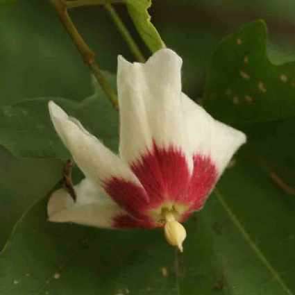 6 Triplochiton zambesiacus Seeds - Zambezi-Oak Tree - Indigenous