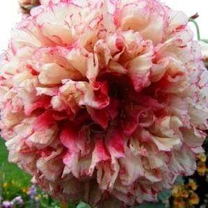 Papaver somniferum var. peoniflorum Flemish Antique Poppy Seeds - Annual Seeds - Sow Spring Autumn