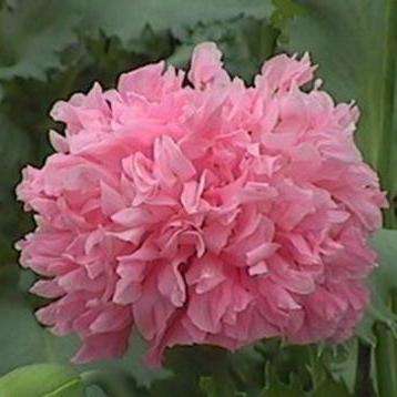 Papaver somniferum Bombast Rose Poppy Seeds - Annual Seeds - Sow Spring Autumn