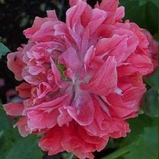 Papaver somniferum var. peoniflorum Frosted Salmon Poppy Seeds - Annual Seeds - Sow Spring Autumn