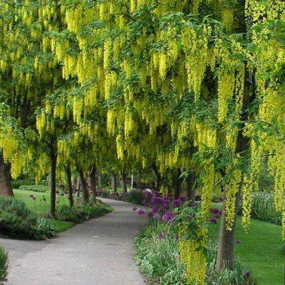 10 Cassia fistula Seeds - Golden Shower Tree Seeds